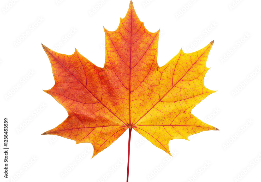 Autumn maple leaf with vibrant red and yellow tones, isolated on white background Autumn maple leaf with vibrant red and yellow tones, isolated on white background