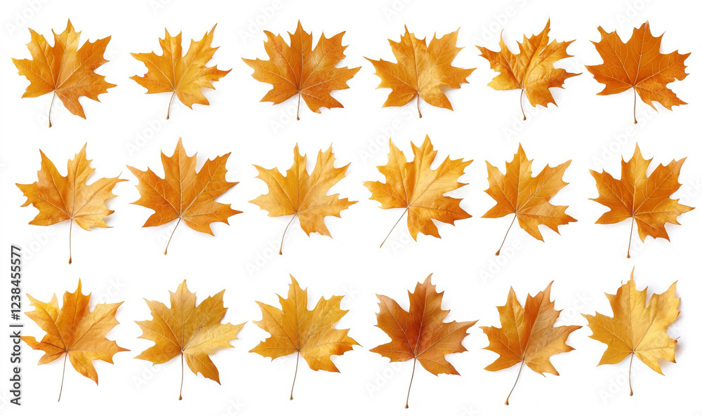 Vibrant Collection of Individual Autumn Maple Leaves on White Background Vibrant Collection of Individual Autumn Maple Leaves on White Background
