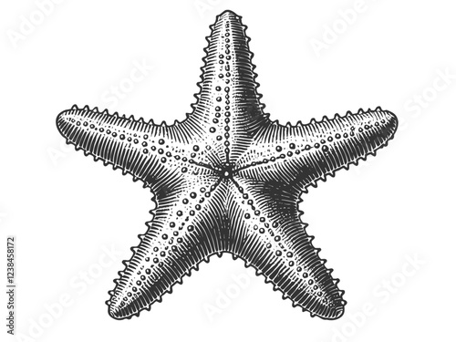 Starfish engraving sketch vector illustration