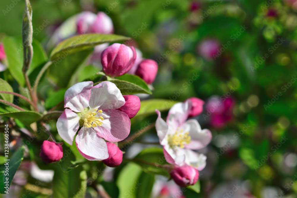 Apple Blossoms in Spring close up copy space Apple Blossoms in Spring close up copy space