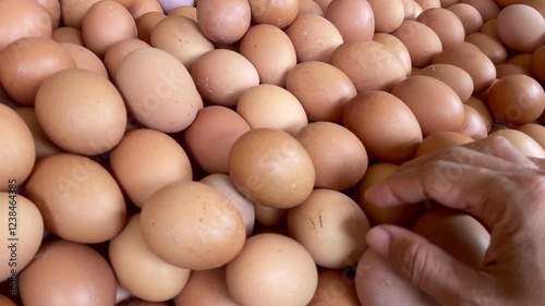 Hand of a brown-skinned man selecting eggs in a pile of broiler chicken eggs. background of a pile of brown chicken eggs. chicken eggs contain many vitamins for health