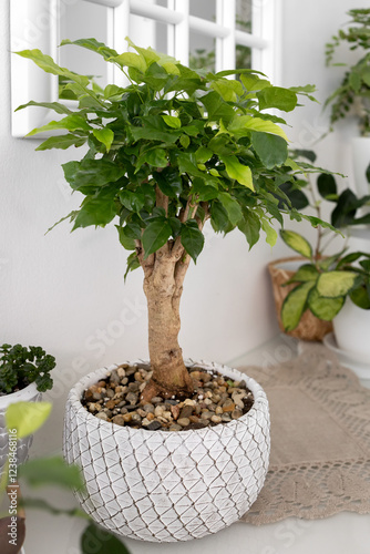 Radermachera - houseplant, bonsai in a white ceramic pot. Photo