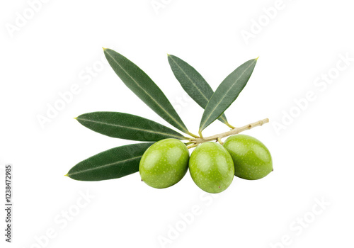 Wallpaper Mural A small branch of green olives with dark green leaves, isolated on white background Torontodigital.ca