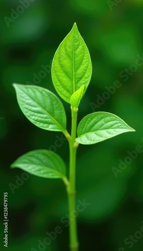 Freshly harvested daun sereh leaves on a green stem, greenery, nature photo