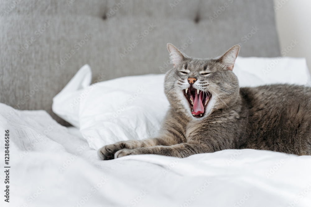 yawning gray cat lies on white bed in sphinx pose yawning gray cat lies on white bed in sphinx pose
