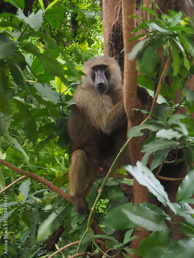 A lone monkey sitting on a branch and holding on to a tree branch among dense green leaves in Lake Manyara National Park, Tanzania, Africa A lone monkey sitting on a branch and holding on to a tree branch among dense green leaves in Lake Manyara National Park, Tanzania, Africa