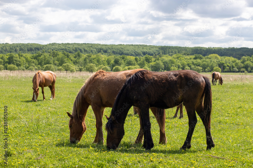 Horses graze in a meadow on a sunny summer day. Front view. Farm Horses graze in a meadow on a sunny summer day. Front view. Farm