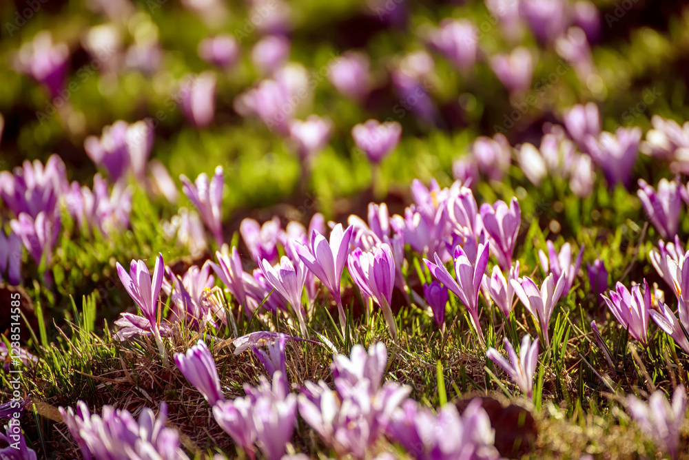Naklejka premium Spring crocus flowers in the green grass, Easter seasonal background
