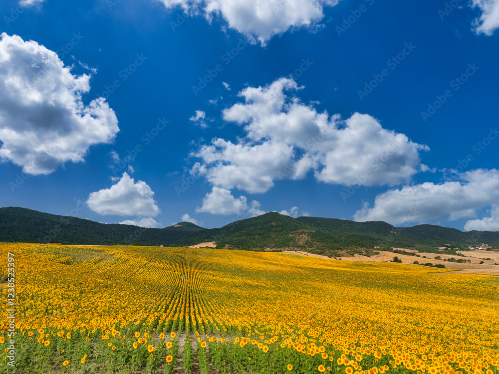 Obraz premium Campo de girasoles