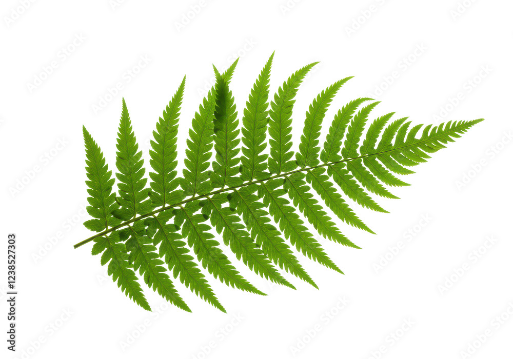 fern leaf leaves isolated on white background, no depth of field, sharp. front view