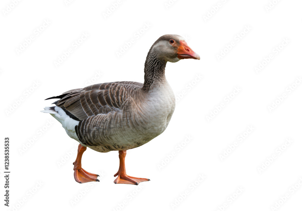 Goose isolated on white background, no depth of field, sharp. Goose isolated on white background, no depth of field, sharp.