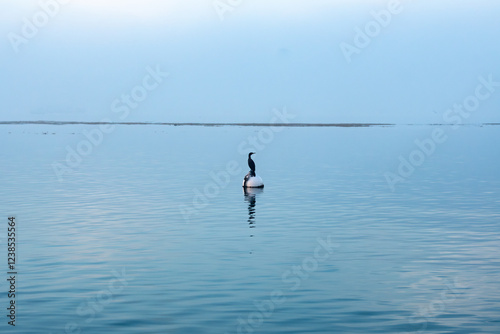 Coromant Hanging Out On A Mooring Ball In The Florida Keys photo