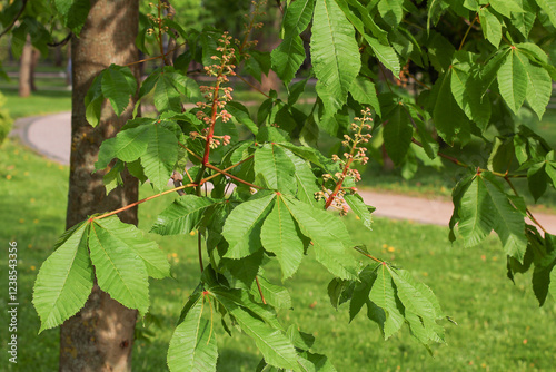 Chestnut flower buds with green leaves in spring