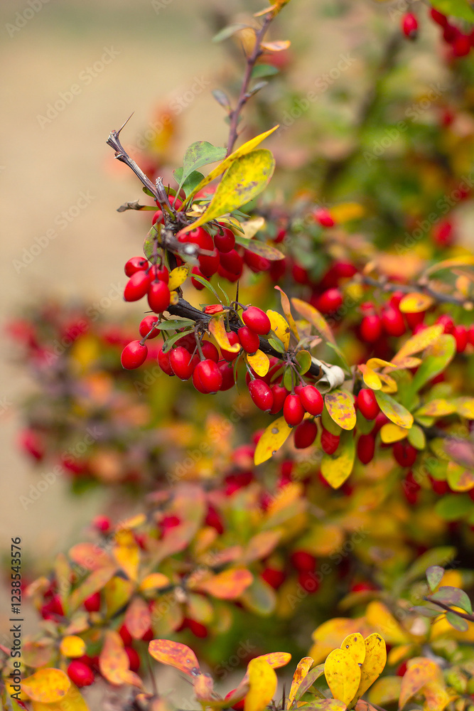 bush red barberry in late autumn, red berries, autumn bush red barberry in late autumn, red berries, autumn
