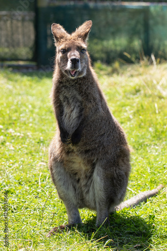 Cute fluffy wallaby in the park. Marsupial mammals. Australia