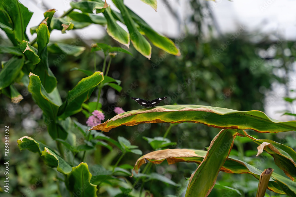 Obraz premium Beautiful butterfly on a green leaf