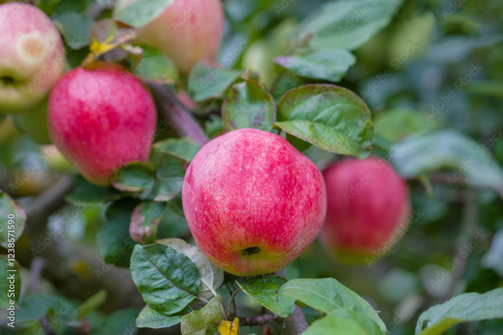 Apples on a tree. Close-up. Apples on a tree. Close-up.