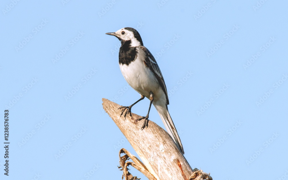 Fototapeta premium bird on a branch