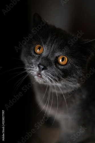 Obraz na płótnie Black british fold cat with orange eyes looking up w salonie