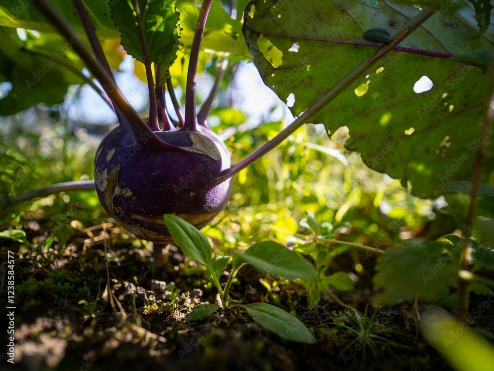 Wild cabbage plant (brassica oleracea) purple bulb