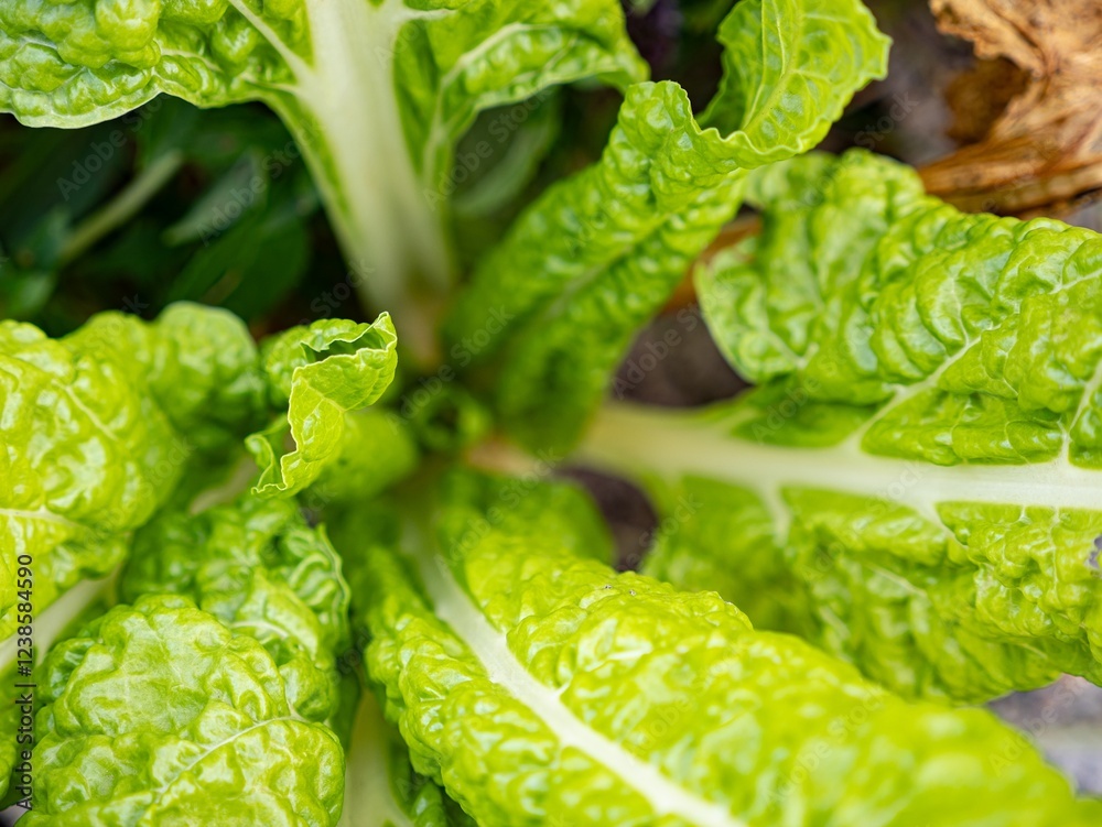 Beta vulgaris (beet), green leaf of crop