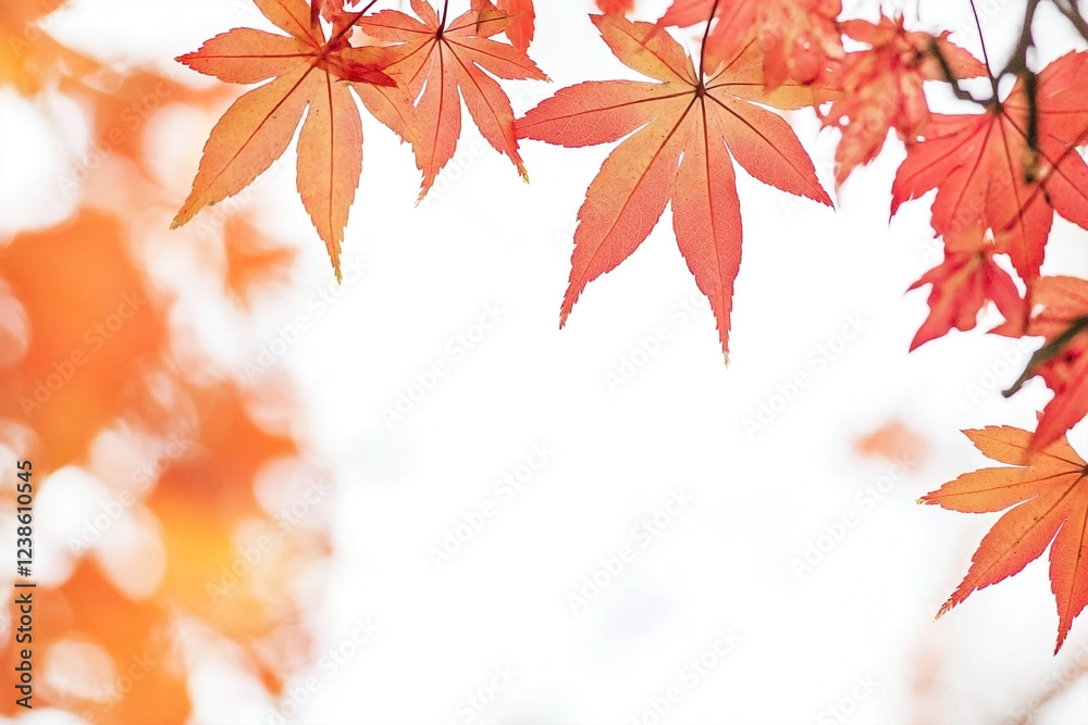 Vibrant red maple leaves in autumn create a colorful display of fall foliage against a bright background Vibrant red maple leaves in autumn create a colorful display of fall foliage against a bright background