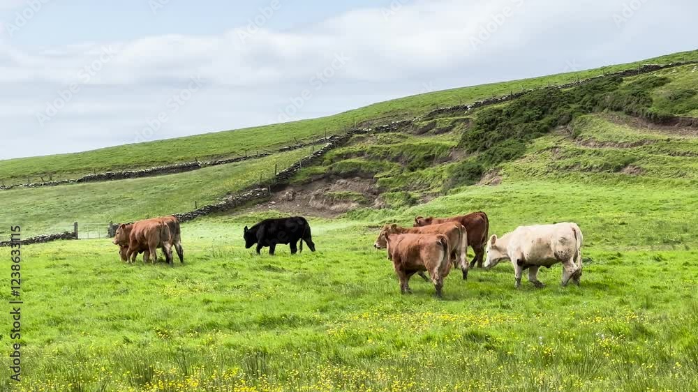 Cows walking on a green meadow in the countryside Cows walking on a green meadow in the countryside