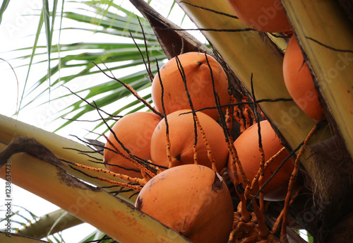 Agriculture of group fresh coconut golden color with on coconut tree photo