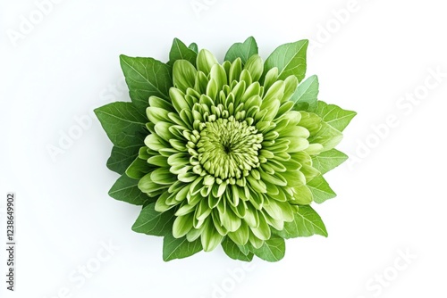 Fresh chrysanthemum greens with lacy leaves, minimalist style, white background, botanical illustration photo