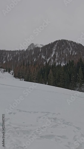 Snowfall in the alps of Rio Bianco during winter day of january, Alto Adige, Italy photo