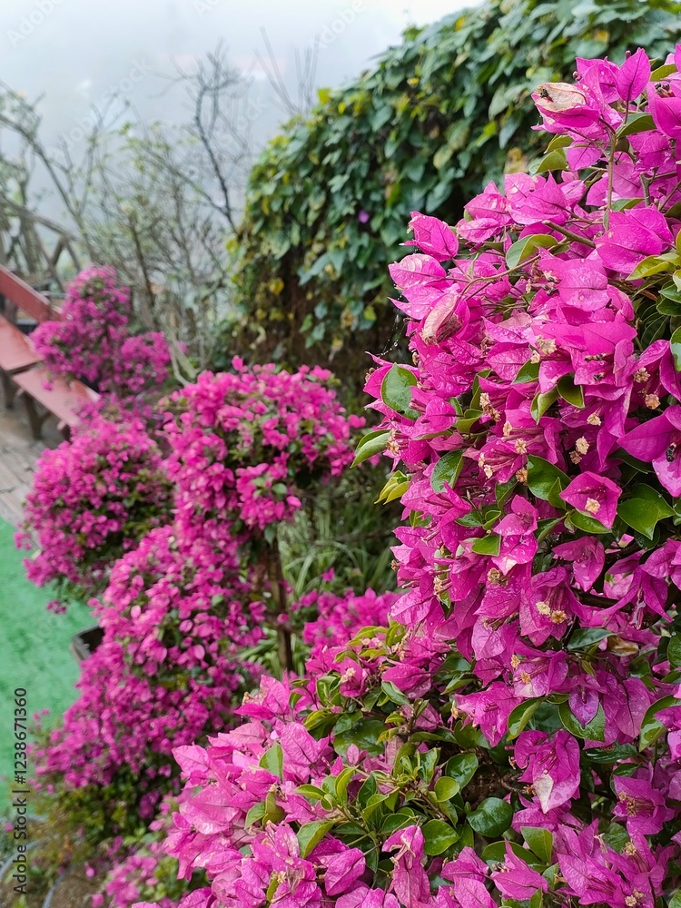 花 花