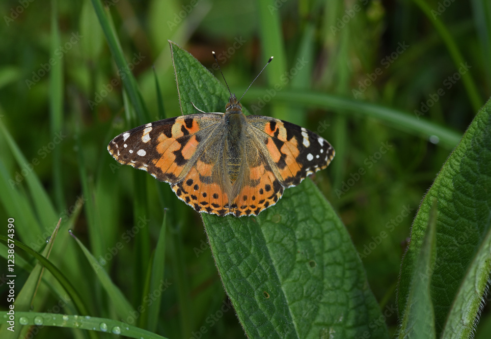 Obraz premium Distelfalter (Vanessa cardui)