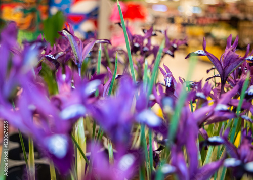 short dwarf violet iris a blooming house flower in a pot. purple triple inflorescence on a long stem. High quality photo photo