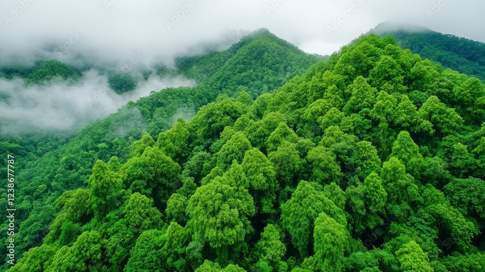 Obraz premium Lush Green Mountains Surrounded by Mist and Dense Forest Landscape