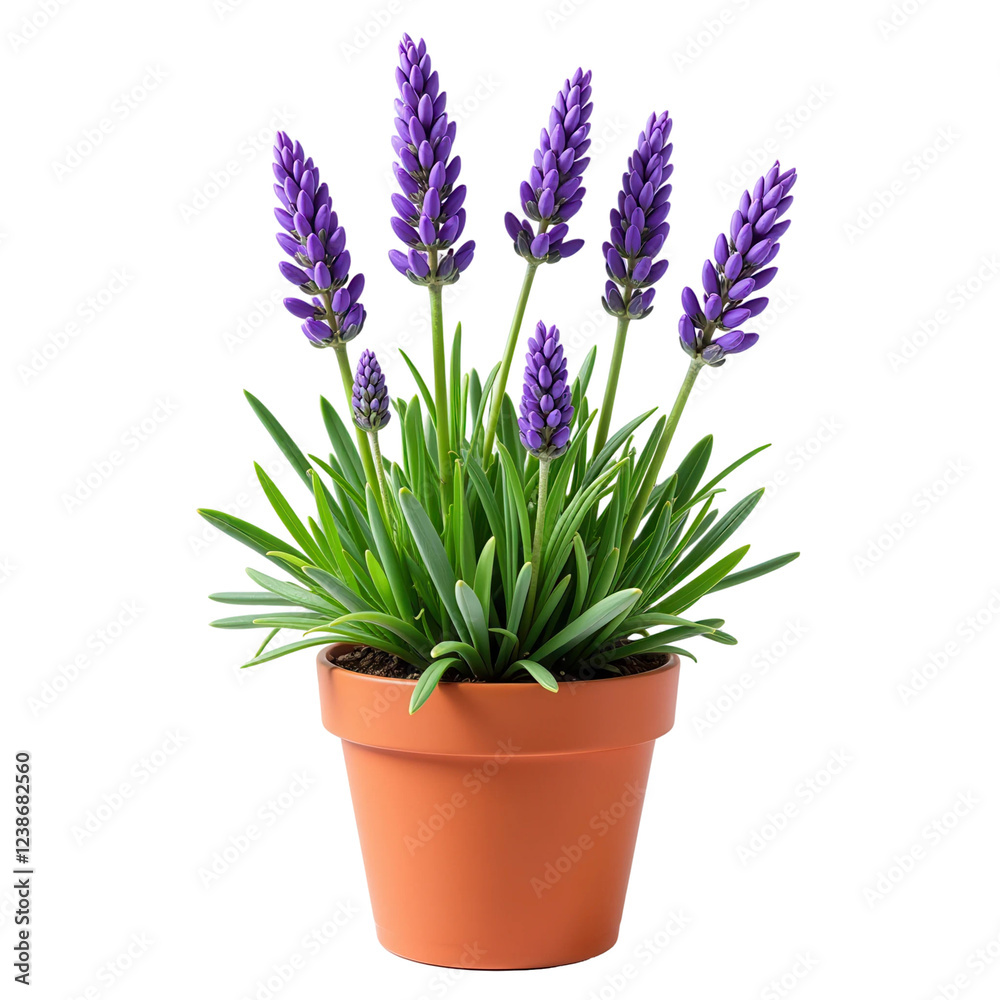 Fototapeta premium Lavender plant in a pot on transparent background 