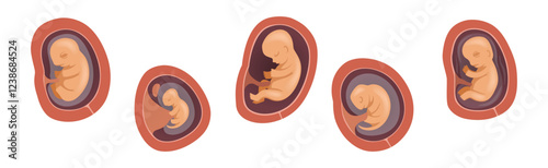 Human Embryo Development Stages Medical Infographic Element Vector Set