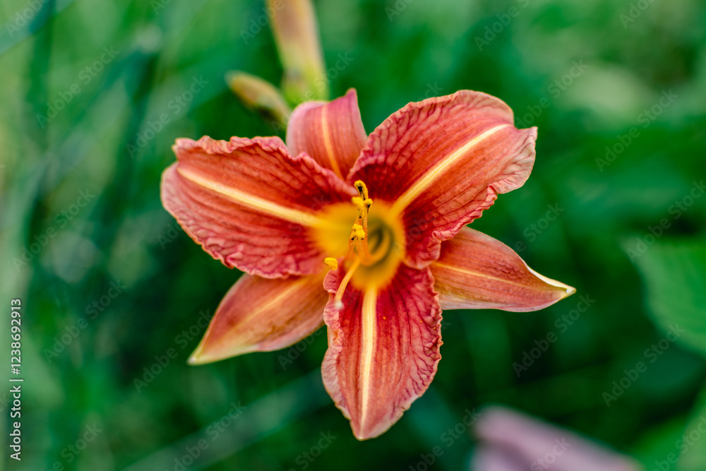 Orange daylily or day lily, flower, hemerocallis Orange daylily or day lily, flower, hemerocallis
