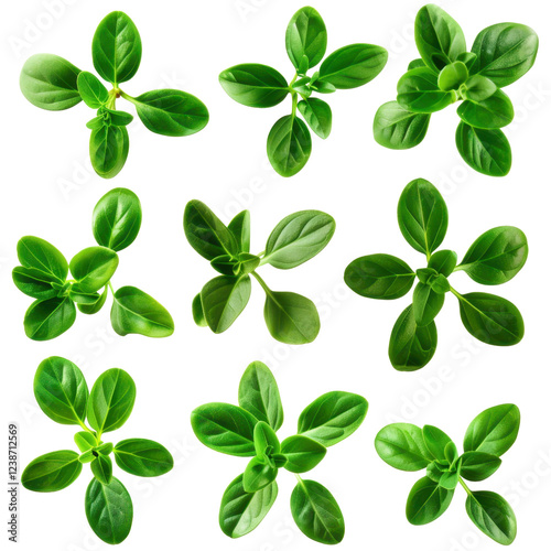 Fresh green leaves arranged in grid pattern, showcasing various shapes and sizes. vibrant foliage highlights beauty of nature and plant life