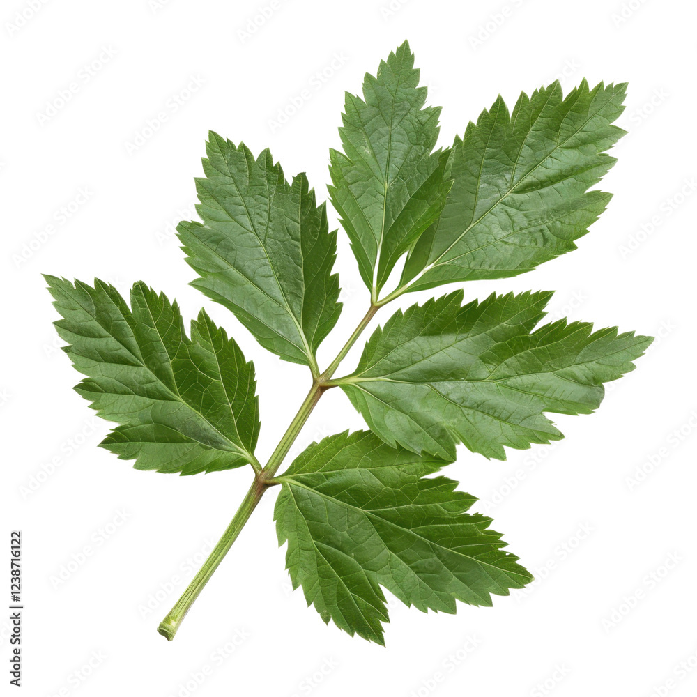 Fototapeta premium vibrant green leaf with multiple leaflets, showcasing fresh and natural appearance. Perfect for botanical themes or nature related projects