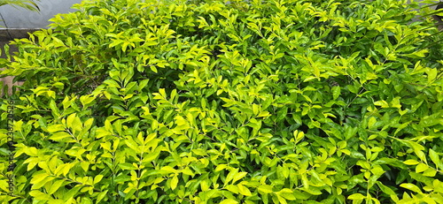 Golden Dewdrop plant in the garden. Sky flower, bright green leaves, young leaves are light green with yellow tint. Duranta erecta L. has oval-shaped leaves, pointed tips, tapering bases. Pigeon berry photo
