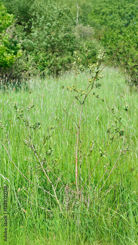 Young willow barked and marked by a roe deer buck in a clearing. Capreolus capreolus, Salix sp, Sologne, Loiret 45, région Centre-Val-de-Loire, France, European Union, Europe Young willow barked and marked by a roe deer buck in a clearing. Capreolus capreolus, Salix sp, Sologne, Loiret 45, région Centre-Val-de-Loire, France, European Union, Europe