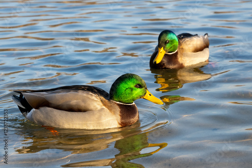 duck in the water