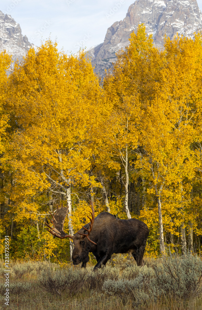 Bull Moose During the Rut in Autumn in Grand Teton National Park Wyoming Bull Moose During the Rut in Autumn in Grand Teton National Park Wyoming