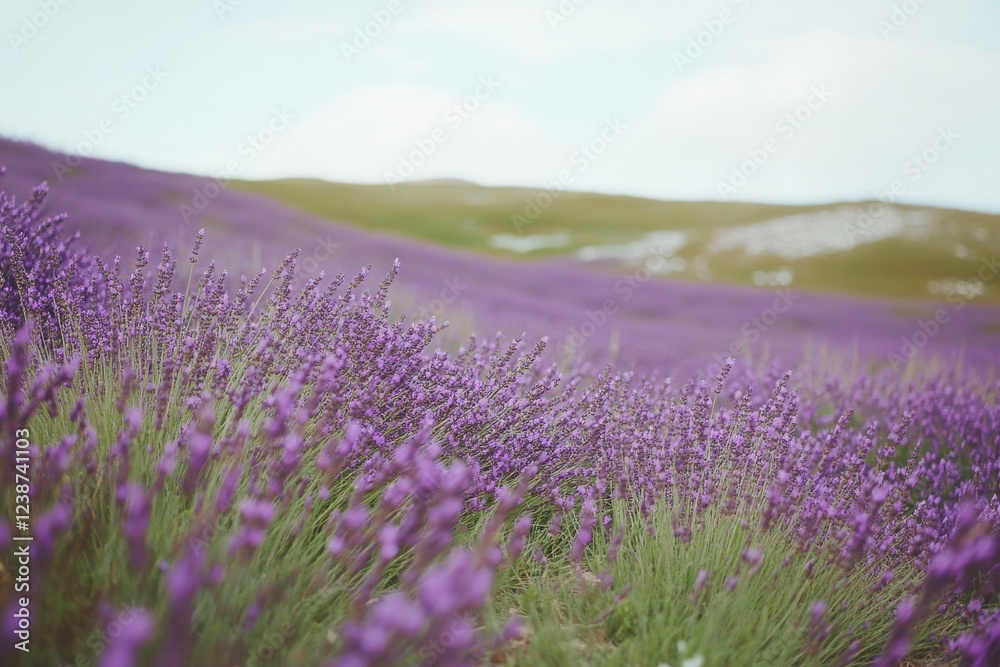 Naklejka premium Lavender fields stretch across rolling hills under a clear sky on a sunny afternoon in the countryside
