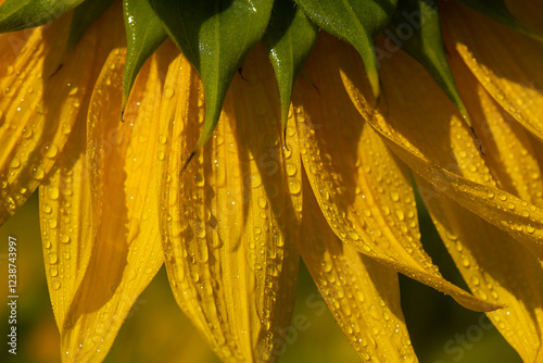 Petals of a sunflower flower with water drops in the rays of the bright sun in summer in a sunflower field