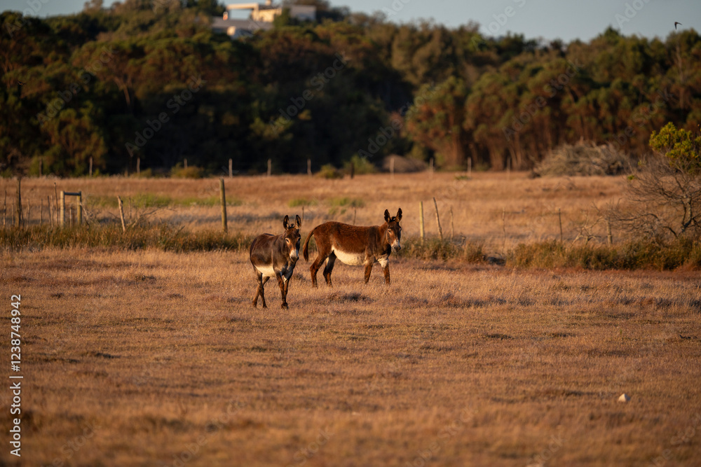 Fototapeta premium A donkey’s bray echoes gently through the quiet morning