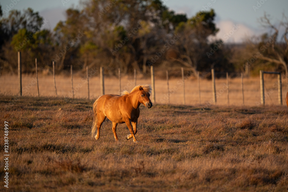 The golden sunlight kisses the horse’s sleek coat