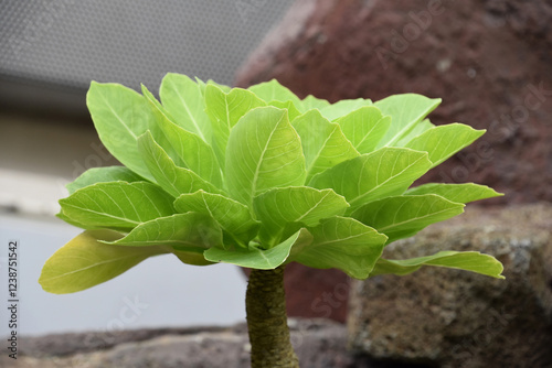 Lush Green Foliage on Cabbage on a Stick photo