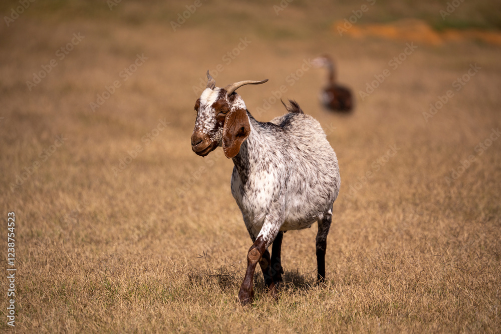 Goat-powered sustainability at its best Goat-powered sustainability at its best