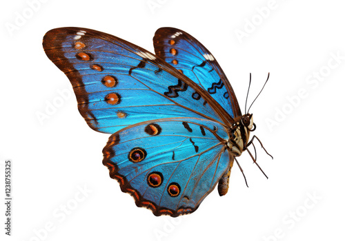 A vibrant blue and orange butterfly with intricate wing patterns, isolated on a white background, side view, no depth of field, sharp.